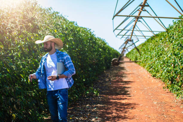 Specialty Coffee plantation with a man dressed in blue jeans, blue shirt and wearing a cowboy style hat