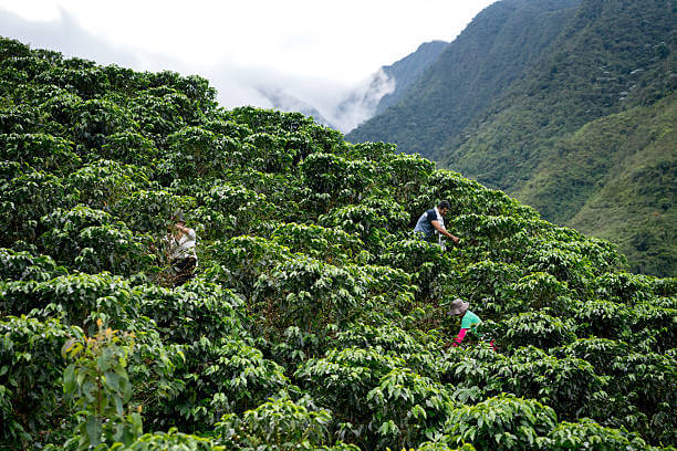 Group of Colombian farmers collecting coffee beans at a farm and harvesting the crop