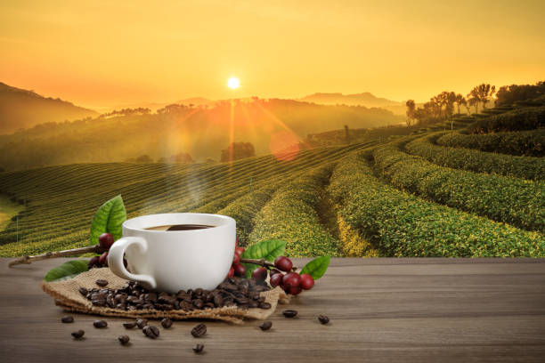 Hot coffee cup with fresh organic red coffee beans and coffee roasts on the wooden table and the plantation background