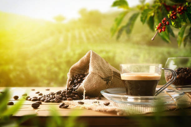 Freshly made coffee on wooden table with sack full of beans and plants and coffee fields in the background with sun rays.
