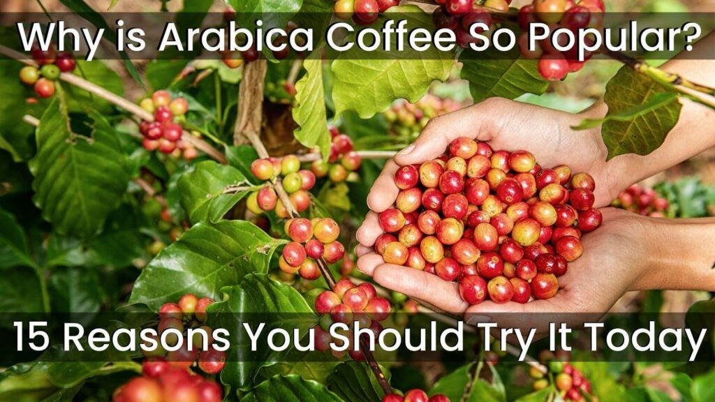 Why is Arabica Coffee So Popular