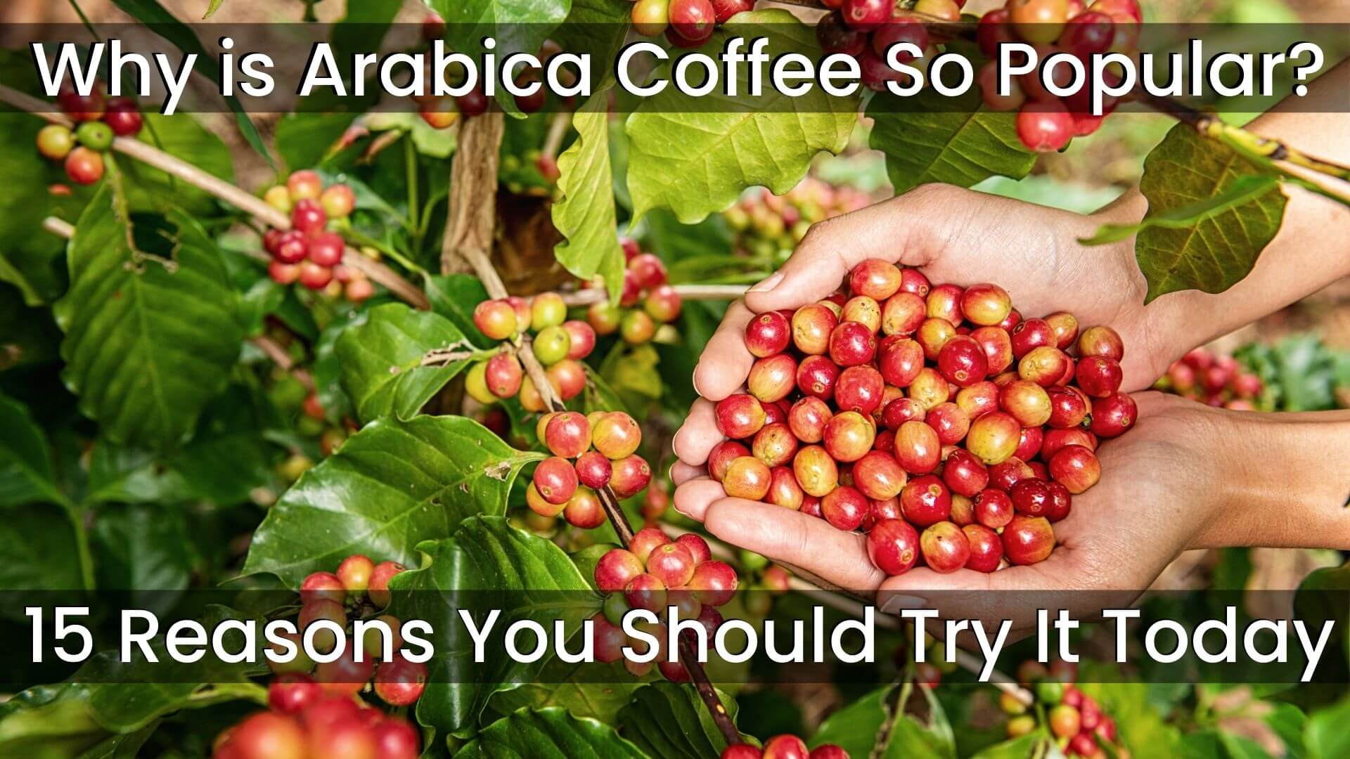 why-is-arabica-coffee-so-popular-15-reasons-you-should-try-it-today