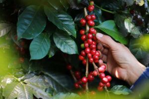 A hand holding a red bunch of coffee beans. This is why arabica coffee is so popular