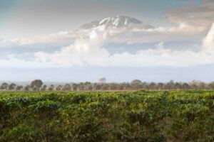 Arabia Coffee plantation in front of Mount Kilimanjaro