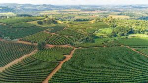 Why Is Arabica Coffee So Popular - Its All About Location as shown in this Brazilian coffee farm