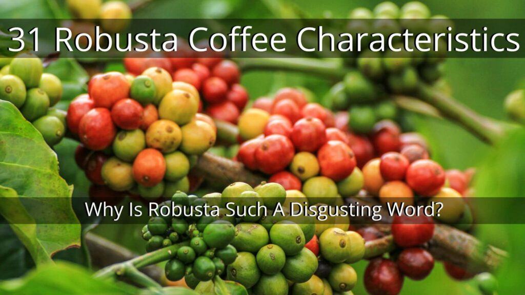 31 Robusta Coffee Characteristics