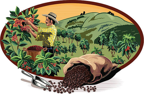 Vector illustration to the stroke in color. It represents, inside an oval, a man, intent on collecting coffee in a coffee plantation. In the foreground there is a lot full of roasted coffee beans.