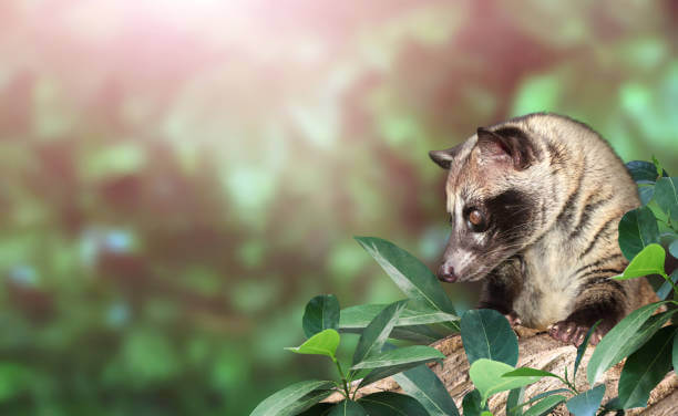 Horizontal sunny nature background with Asian Palm Civet (Civet cat). Produces Kopi luwak. Luwak Coffee is world most expensive coffee