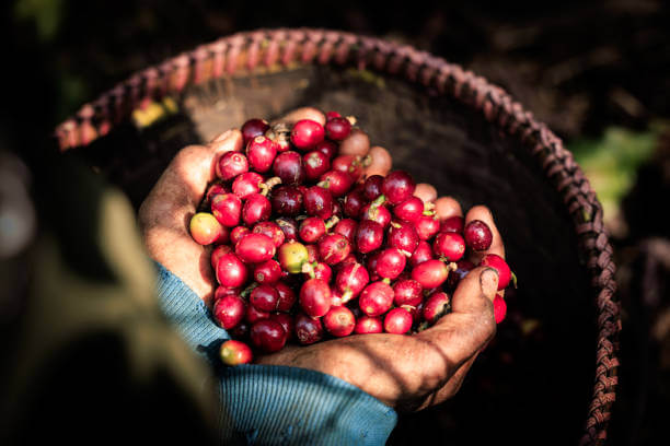 Red coffee beans in farmer hand and basket background.