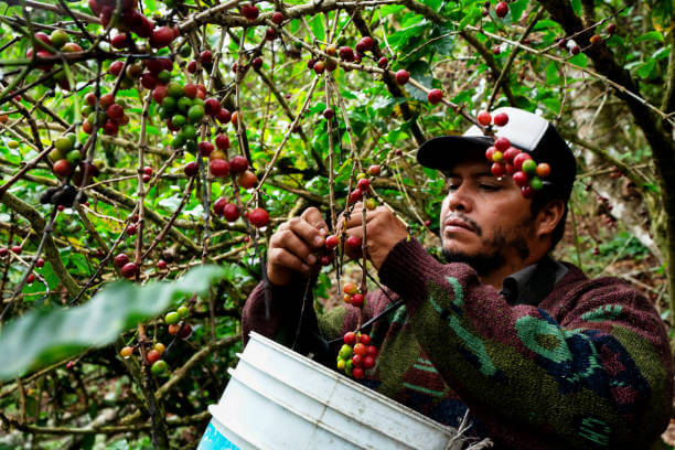 A Coffee Plantation Worker Harvesting Ripe Cherries From A Coffee Tree 
