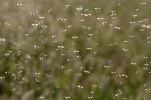 Side view of a swarm of flying or dancing mosquitoes against a green background.