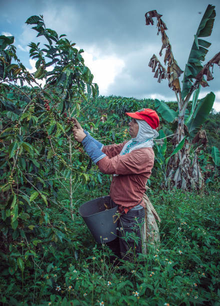 Man picking coffee from his farm in the mountains in Colombia