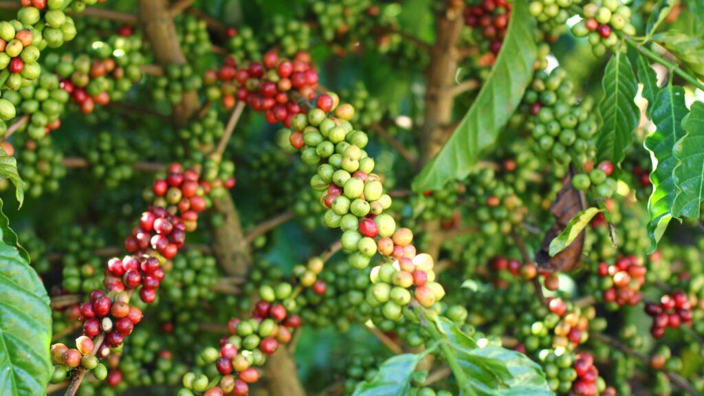 Arabica coffee beans that are ripe on the plant,red berry branch,