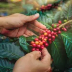 Close up of unroasted red coffee beans being picked and held in a young mans hands