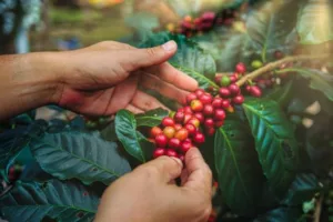 Man's hand picking up red coffee beans on coffee plant.