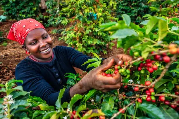 Young African woman collecting coffee berries from a coffee plant, Kenya, Africa.
