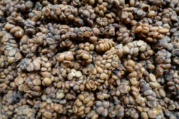 Close-up of Kopi luwak (civet coffee), eaten and pooped by the Asian palm civet.