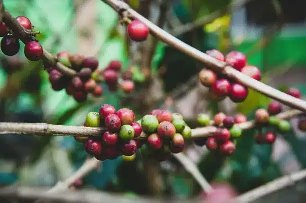 Coffee beans on tree branch at organic farm, Bandung Indonesia.