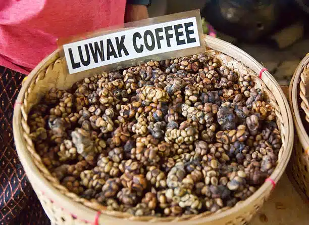 Kopi luwak is a rare coffee. I drank in Bali.