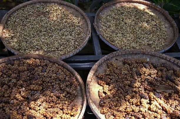 Coffee cherries (Kopi Luwak), which have been eaten and pooped by the Asian civet and are now in the drying process.
